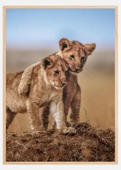 Lion Brothers For Life Poster (21x29.7 cm (A4))