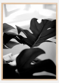 Monstera in Black and White l Poster (21x29.7 cm (A4))