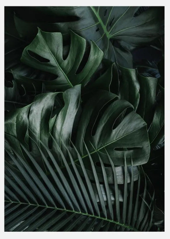 Monstera Plant II Canvastavla (30x40 cm)
