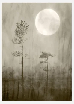 Moonlight Canvastavla (30x40 cm)