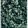 Muehlenbeckia Canvastavla (30x40 cm)