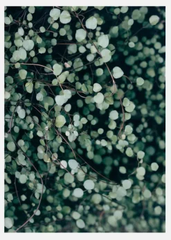 Muehlenbeckia Canvastavla (30x40 cm)