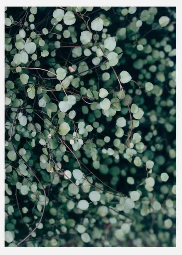 Muehlenbeckia Canvastavla (30x40 cm)