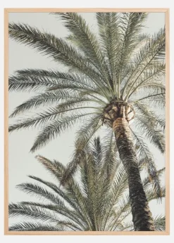 Palm 005 Poster (21x29.7 cm (A4))