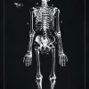 Patentritning - Anatomiskt skelett I - Svart Poster (21x29.7 cm (A4))