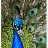 Peacock I Canvastavla (30x40 cm)