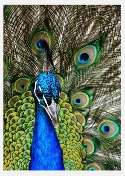 Peacock I Canvastavla (30x40 cm)