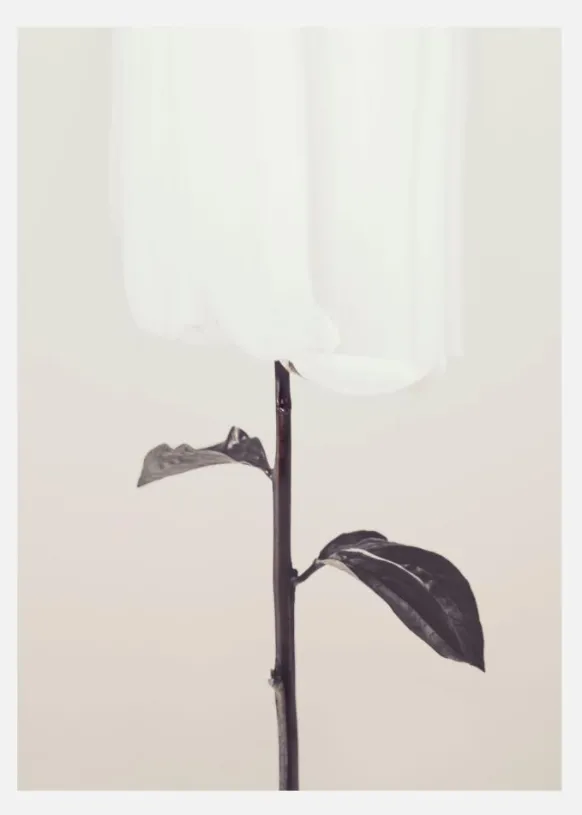 Peony 18 Canvastavla (30x40 cm)