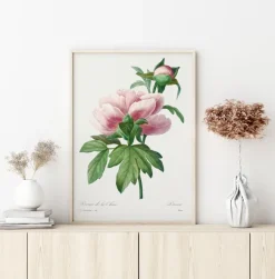 Peony Poster (21x29.7 cm (A4))