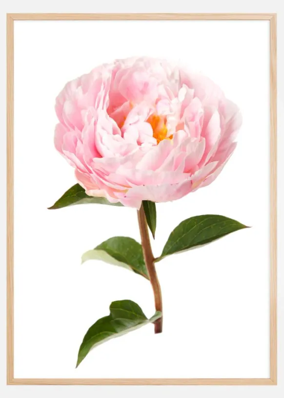 Peony Poster (21x29.7 cm (A4))