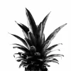Pineapple B&W Poster (21x29.7 cm (A4))