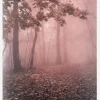 Pink Forrest Canvastavla (30x40 cm)