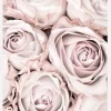 Pink Roses Canvastavla (30x40 cm)