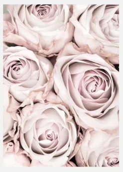 Pink Roses Canvastavla (30x40 cm)