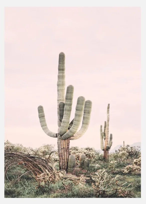 Pink Saguaro Canvastavla (30x40 cm)