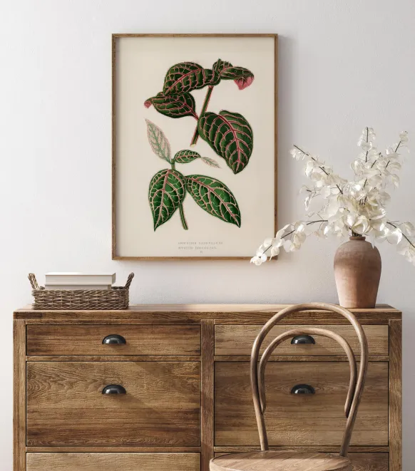 Plectranthus Scutellarioides Poster (21x29.7 cm (A4))