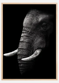 Portrait Elephant Poster (21x29.7 cm (A4))