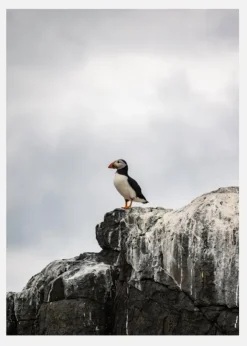 Puffin Canvastavla (30x40 cm)