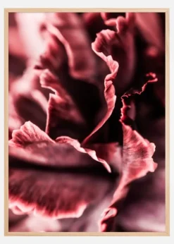 Rose petals Poster (21x29.7 cm (A4))