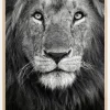 Royal Lion portrait Poster (21x29.7 cm (A4))