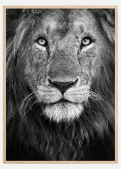 Royal Lion portrait Poster (21x29.7 cm (A4))