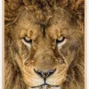 Serious Lion Poster (21x29.7 cm (A4))