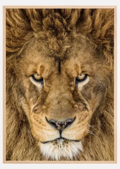 Serious Lion Poster (21x29.7 cm (A4))