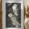 Snowy Owl From Birds of America (1827) Poster (21x29.7 cm (A4))
