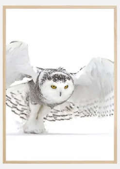 Snowy OwlJazz Wings Poster (21x29.7 cm (A4))