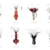 Squids Poster (21x29.7 cm (A4))
