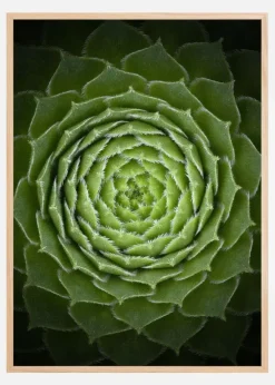 Succulent Poster (21x29.7 cm (A4))
