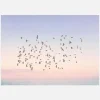 Sunset Flight Canvastavla (30x40 cm)