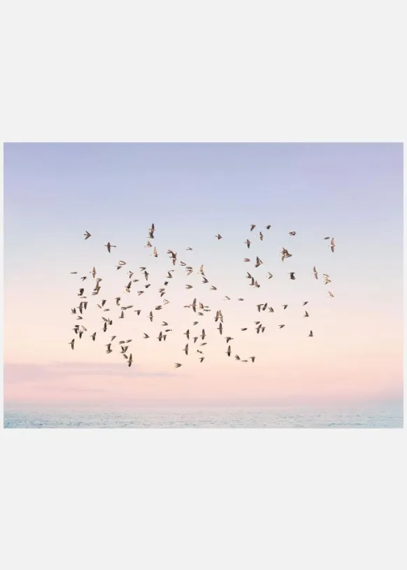 Sunset Flight Canvastavla (30x40 cm)