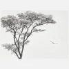 The African Eagle Canvastavla (30x40 cm)