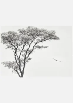 The African Eagle Canvastavla (30x40 cm)