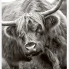 The Bull Canvastavla (30x40 cm)