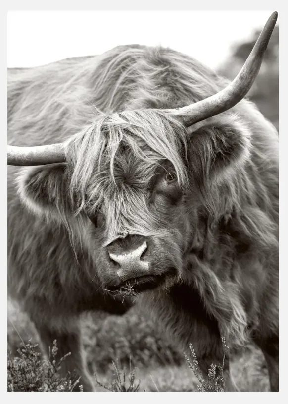 The Bull Canvastavla (30x40 cm)