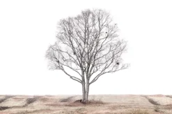 The lonely tree Poster (21x29.7 cm (A4))