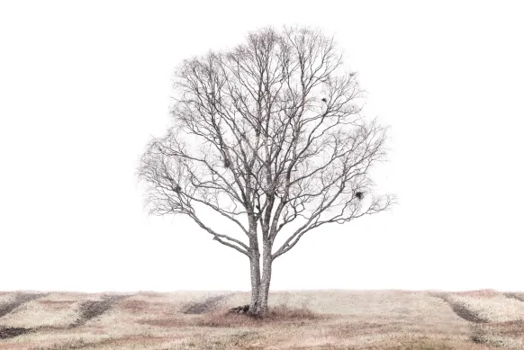 The lonely tree Poster (21x29.7 cm (A4))