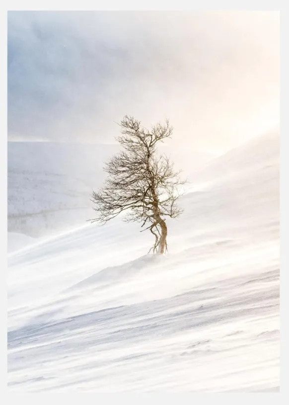 Tree Of The Frozen Wind Canvastavla (30x40 cm)
