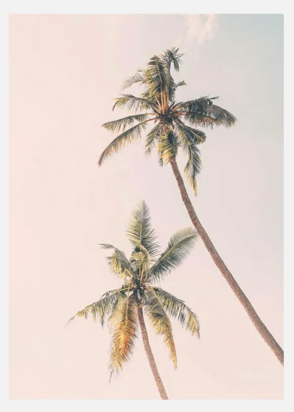 Tropical Palms Canvastavla (30x40 cm)
