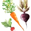 Veggies Poster (21x29.7 cm (A4))