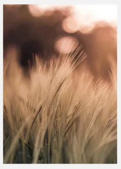 Wheat Fields I Canvastavla (30x40 cm)