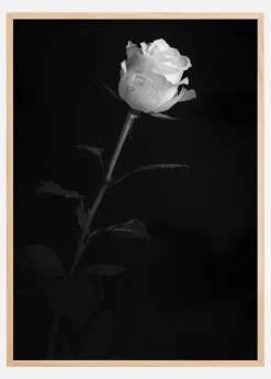White rose Poster (21x29.7 cm (A4))
