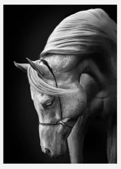 White Stallion Canvastavla (30x40 cm)