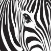 Zebra Poster (21x29.7 cm (A4))